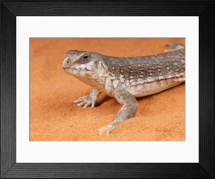 Framed Print : Desert iguana / Dipsosaurus dorsalis Framed Print : Desert iguana / Dipsosaurus dorsalis