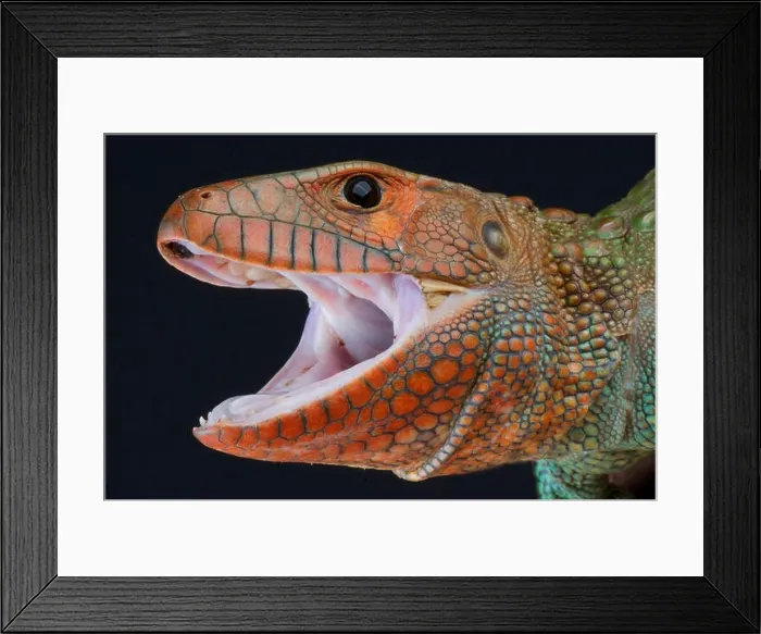 Framed Print : Caiman lizard / Dracaena guianensis Framed Print : Caiman lizard / Dracaena guianensis