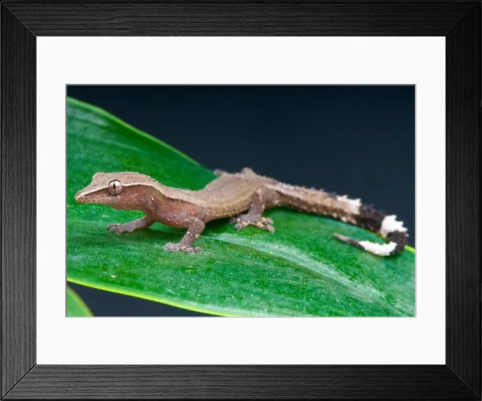 Framed Print : Clawless gecko / Ebenavia inunguis Framed Print : Clawless gecko / Ebenavia inunguis