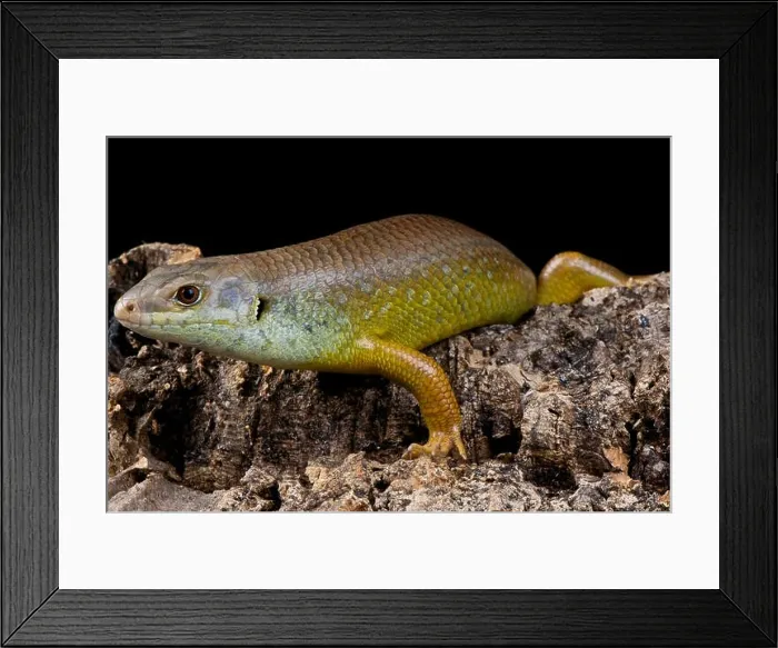 Framed Print : Land Mullet / Egernia major Framed Print : Land Mullet / Egernia major