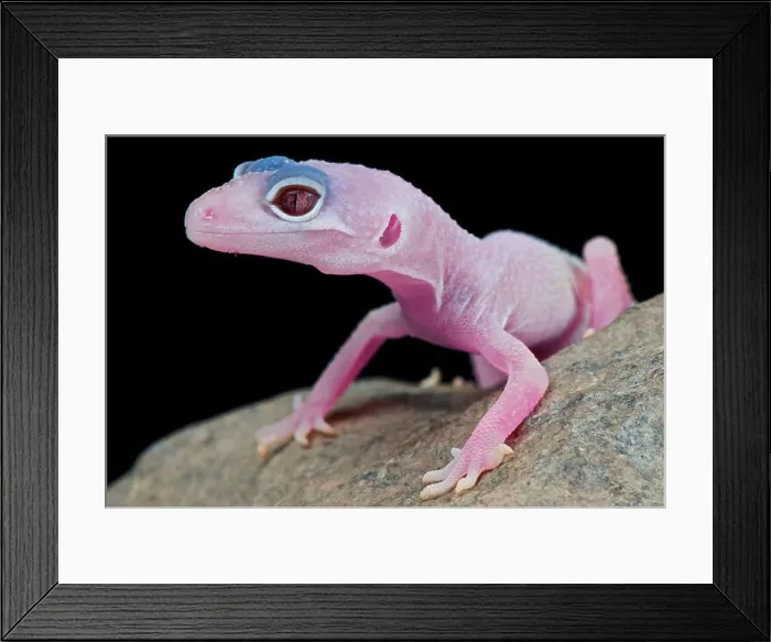 Framed Print : Leopard gecko / Eublepharis macularius Framed Print : Leopard gecko / Eublepharis macularius