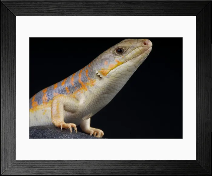 Framed Print : Berber skink / Eumeces schneideri Framed Print : Berber skink / Eumeces schneideri