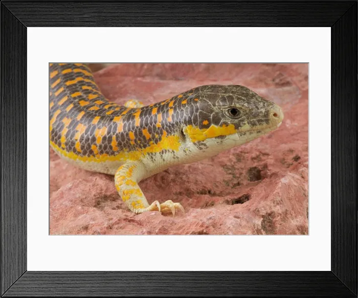 Framed Print : Berber skink / Eumeces schneideri Framed Print : Berber skink / Eumeces schneideri