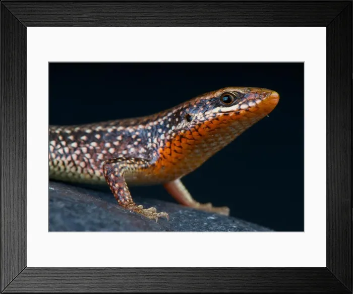 Framed Print : Grass skink / Eutropis macularia Framed Print : Grass skink / Eutropis macularia