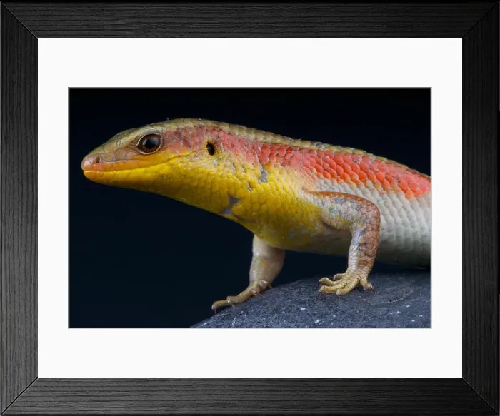 Framed Print : Golden sun skink / Eutropis multifasciata Framed Print : Golden sun skink / Eutropis multifasciata