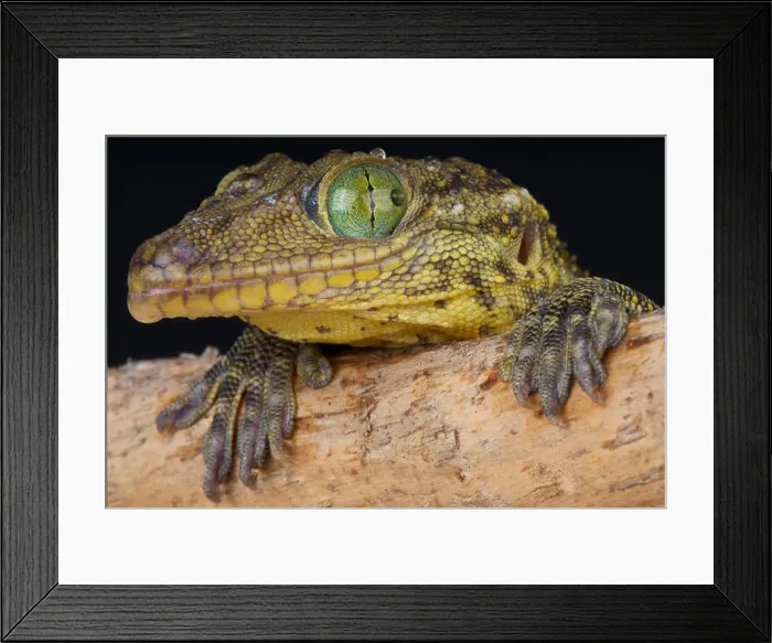 Framed Print : Green-eyed gecko / Gekko smithii Framed Print : Green-eyed gecko / Gekko smithii