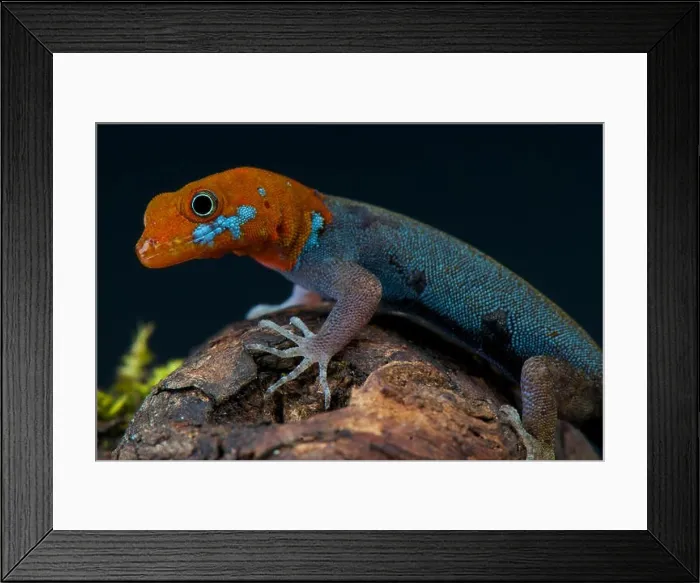 Framed Print : Red-headed dwarf gecko / Gonatodes albogularis fuscus Framed Print : Red-headed dwarf gecko / Gonatodes albogularis fuscus