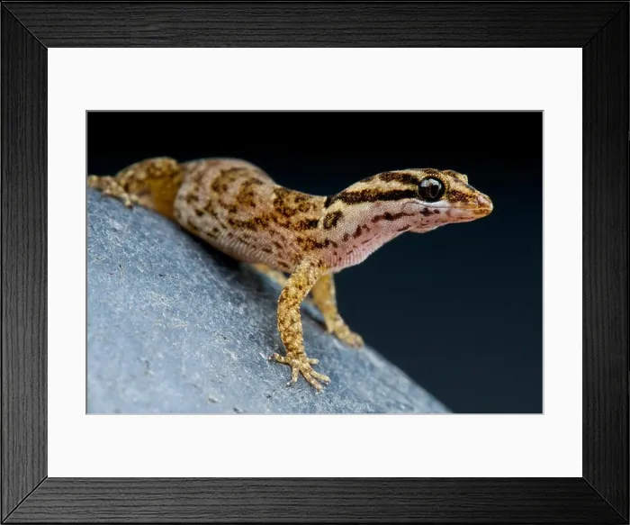 Framed Print : Aruba day gecko / Gonatodes antillensis Framed Print : Aruba day gecko / Gonatodes antillensis