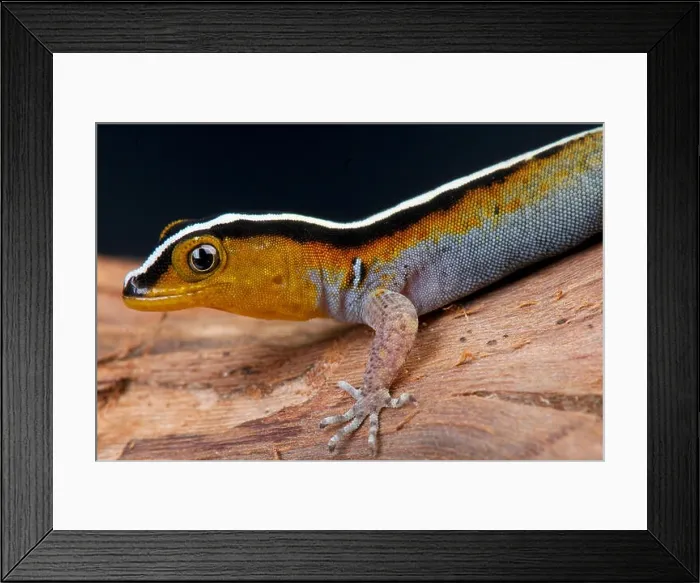 Framed Print : Striped dwarf gecko / Gonatodes vittatus Framed Print : Striped dwarf gecko / Gonatodes vittatus