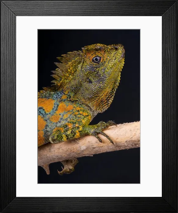 Framed Print : Chameleon agama / Gonocephalus chamaeleontinus Framed Print : Chameleon agama / Gonocephalus chamaeleontinus
