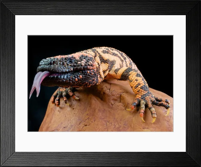 Framed Print : Gila monster / Heloderma suspectum Framed Print : Gila monster / Heloderma suspectum