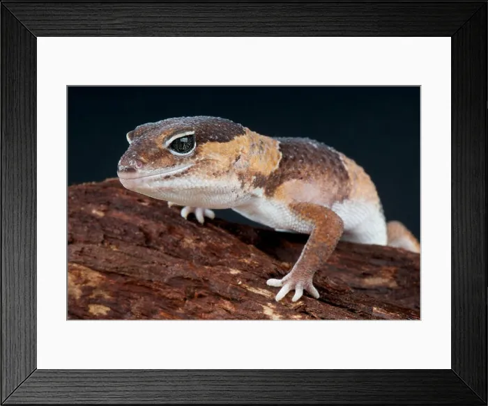 Framed Print : Fat-tailed gecko / Hemitheconyx caudicinctus Framed Print : Fat-tailed gecko / Hemitheconyx caudicinctus