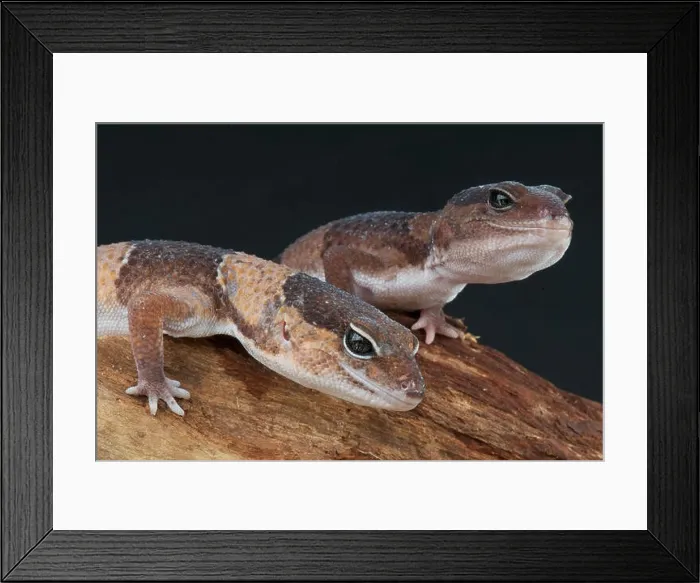 Framed Print : Fat-tailed gecko / Hemitheconyx caudicinctus Framed Print : Fat-tailed gecko / Hemitheconyx caudicinctus