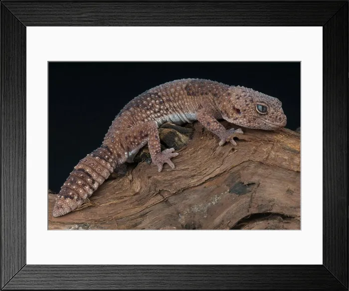 Framed Print : Taylor's fat-tailed gecko / Hemitheconyx taylori Framed Print : Taylor's fat-tailed gecko / Hemitheconyx taylori