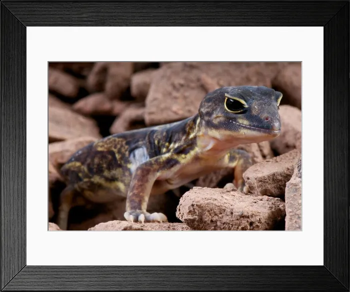 Framed Print : African clawed gecko / Holodactylus africanus Framed Print : African clawed gecko / Holodactylus africanus