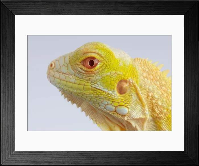 Framed Print : Albino Iguana / Iguana iguana Framed Print : Albino Iguana / Iguana iguana