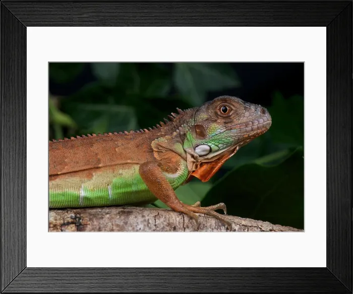 Framed Print : Iguana / Iguana iguana Framed Print : Iguana / Iguana iguana