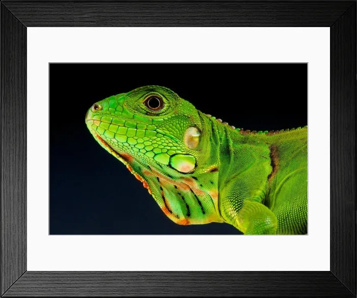 Framed Print : Green iguana / Iguana iguana Framed Print : Green iguana / Iguana iguana