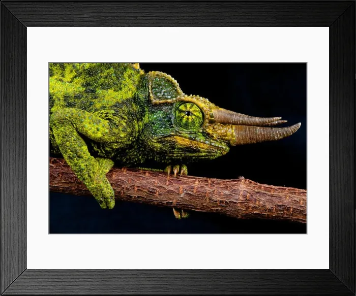 Framed Print : Jackson Chameleon  /  Trioceros jacksonii xantholophus