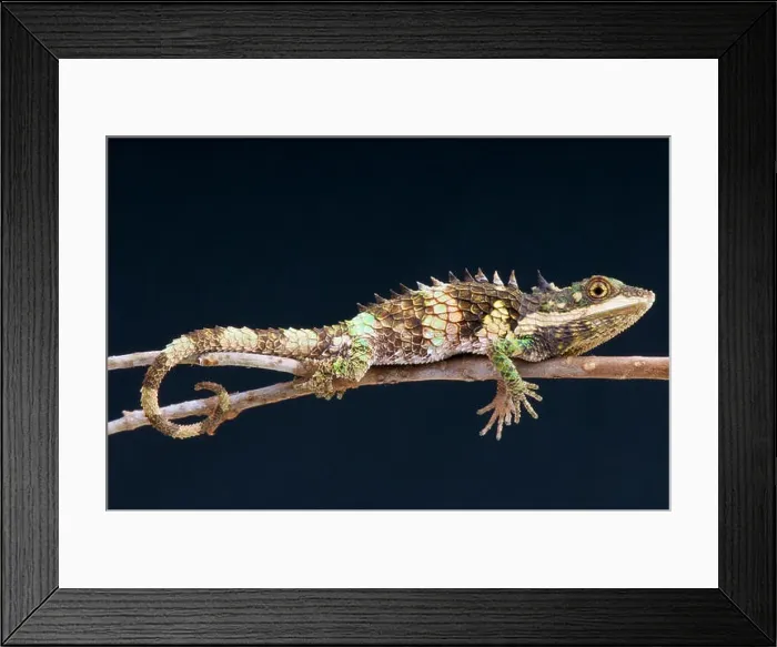 Framed Print : Pygmy lizard / Cophotis ceylanica, Sri Lanka Framed Print : Pygmy lizard / Cophotis ceylanica, Sri Lanka