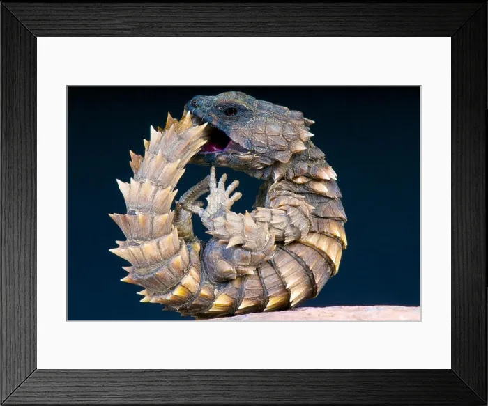 Framed Print : Armadillo lizard / Cordylus cataphractus Framed Print : Armadillo lizard / Cordylus cataphractus