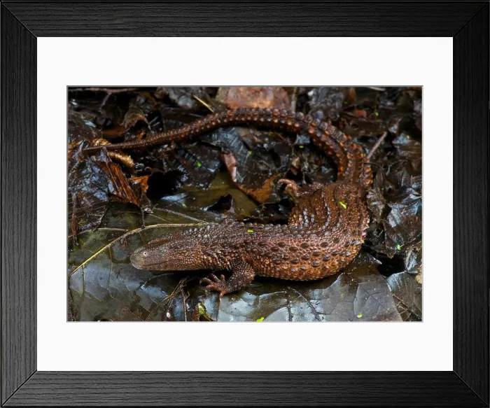 Framed Print : Borneo earless monitor / Lanthanotus borneensis Framed Print : Borneo earless monitor / Lanthanotus borneensis