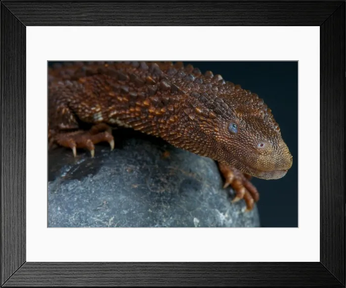 Framed Print : Earless monitor lizard / Lanthanotus borneensis Framed Print : Earless monitor lizard / Lanthanotus borneensis