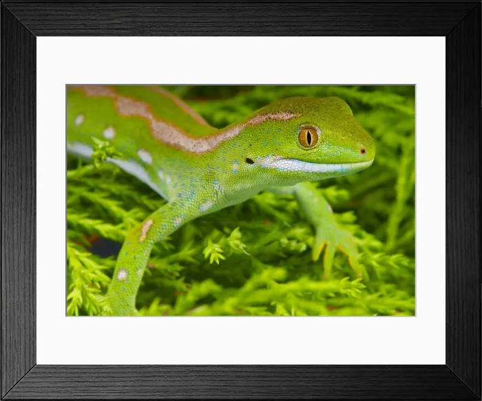 Framed Print : Green gecko / Naultinus grayii Framed Print : Green gecko / Naultinus grayii