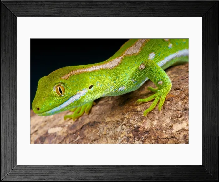 Framed Print : Northland green gecko / Naultinus grayii Framed Print : Northland green gecko / Naultinus grayii
