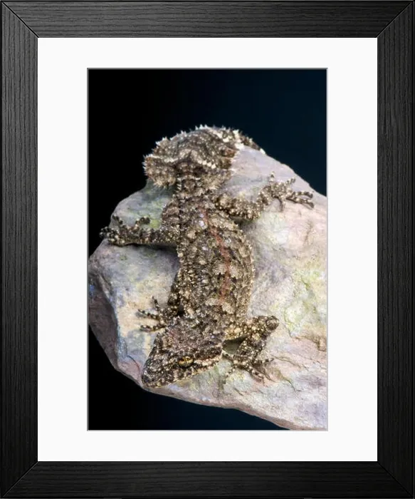 Framed Print : Leaf tail gecko / Saltuarius wyberba Framed Print : Leaf tail gecko / Saltuarius wyberba