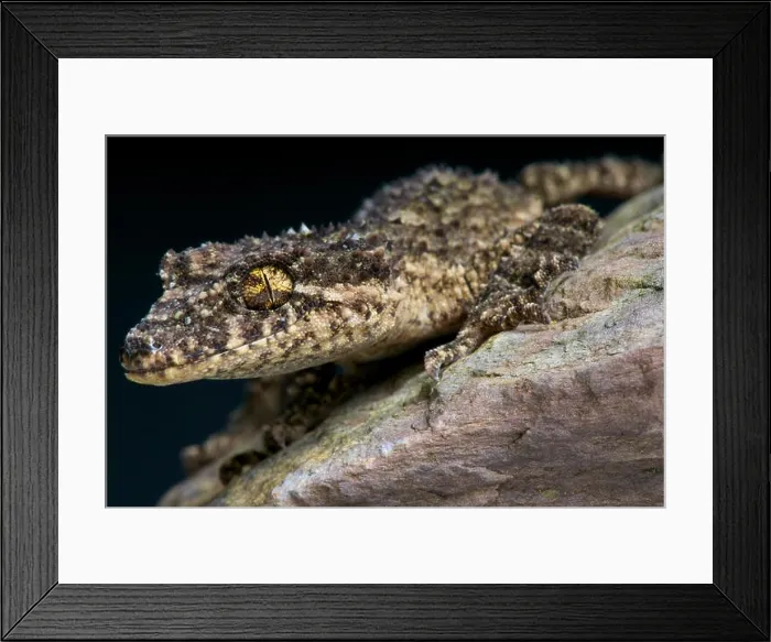 Framed Print : Leaf tail gecko / Saltuarius wyberba Framed Print : Leaf tail gecko / Saltuarius wyberba