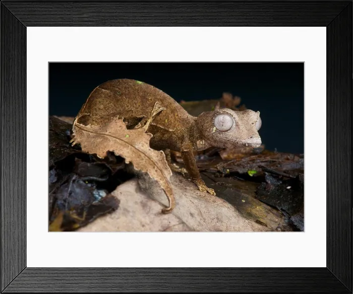 Framed Print : Satanic leaf-tailed gecko / Uroplatus phantasticus Framed Print : Satanic leaf-tailed gecko / Uroplatus phantasticus