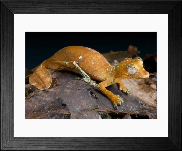 Framed Print : Satanic leaf-tailed gecko / Uroplatus phantasticus Framed Print : Satanic leaf-tailed gecko / Uroplatus phantasticus