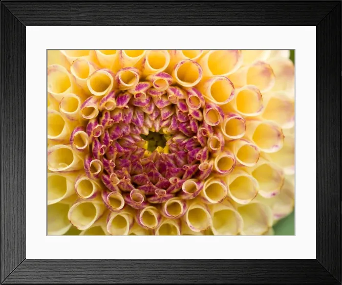 Framed Print : Cream and crimson Ball / globe Dahlia flower petals close-up Framed Print : Cream and crimson Ball / globe Dahlia flower petals close-up