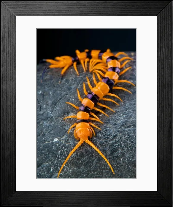 Framed Print : Centipede / Scolopendra hardwickei Framed Print : Centipede / Scolopendra hardwickei