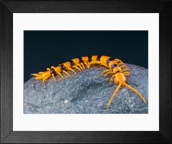 Framed Print : Centipede / Scolopendra hardwickei Framed Print : Centipede / Scolopendra hardwickei