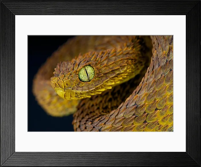 Framed Print : Leaf viper / Atheris subocularis Framed Print : Leaf viper / Atheris subocularis