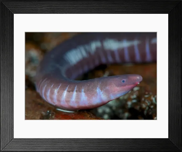 Framed Print : Caecilian / Geotrypetes seraphini Framed Print : Caecilian / Geotrypetes seraphini