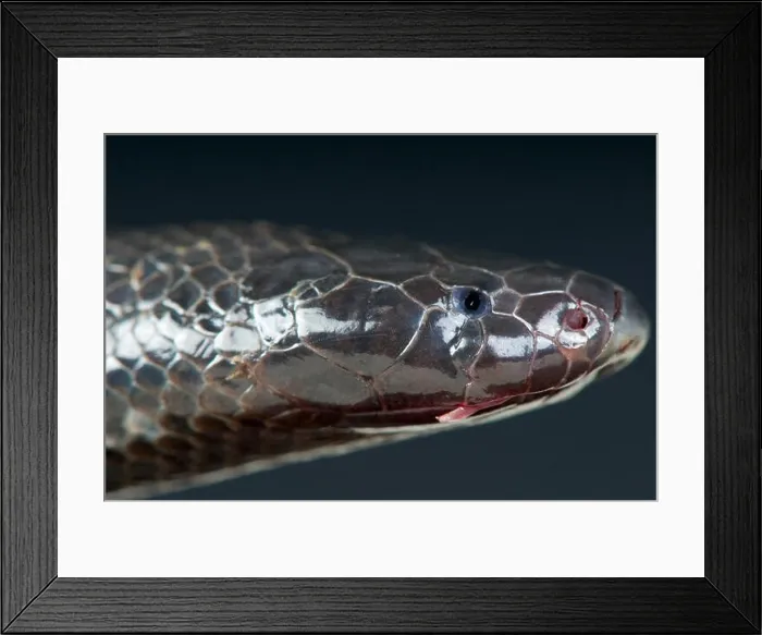 Framed Print : Mole snake / Atractaspis corpulenta Framed Print : Mole snake / Atractaspis corpulenta