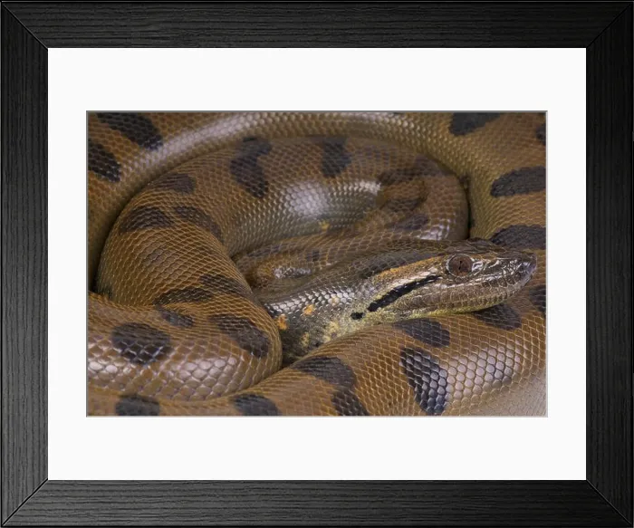 Framed Print : Green anaconda / Eunectes murinus Framed Print : Green anaconda / Eunectes murinus