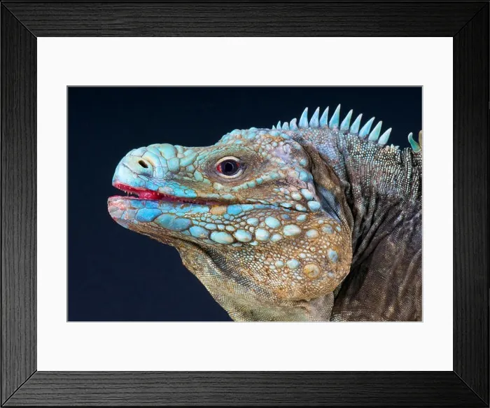 Framed Print : Blue rock iguana / Cyclura lewesi Framed Print : Blue rock iguana / Cyclura lewesi