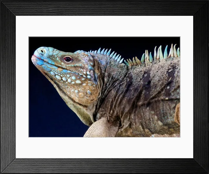 Framed Print : Blue rock iguana / Cyclura lewesi Framed Print : Blue rock iguana / Cyclura lewesi