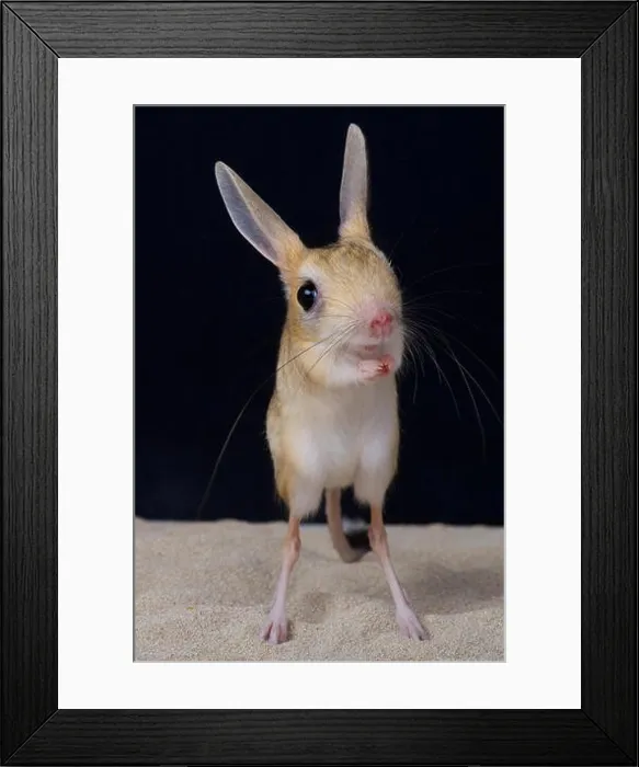 Framed Print : Jerboa / Allactaga tetradactyla Framed Print : Jerboa / Allactaga tetradactyla