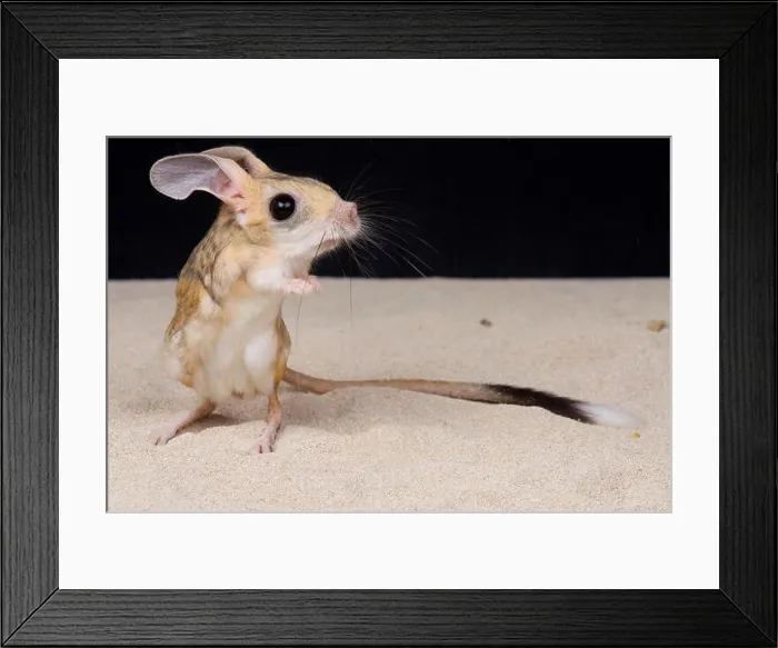Framed Print : Four-toed jerboa / Allactaga tetradactyla Framed Print : Four-toed jerboa / Allactaga tetradactyla
