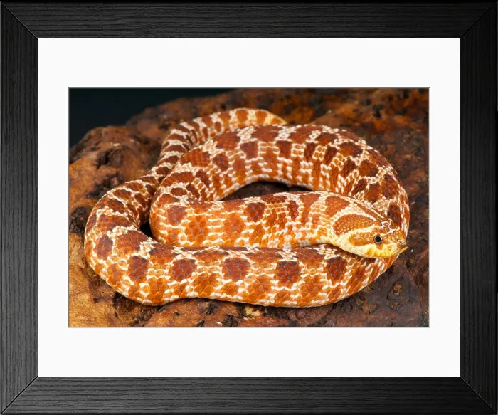 Framed Print : Hognose snake / Heterodon nasicus Framed Print : Hognose snake / Heterodon nasicus