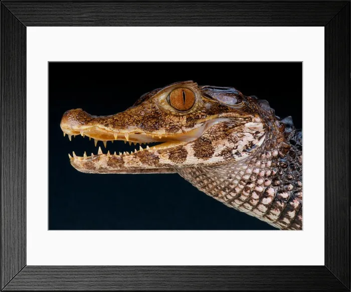 Framed Print : Smooth-fronted caiman / Paleosuchus trigonatus Framed Print : Smooth-fronted caiman / Paleosuchus trigonatus