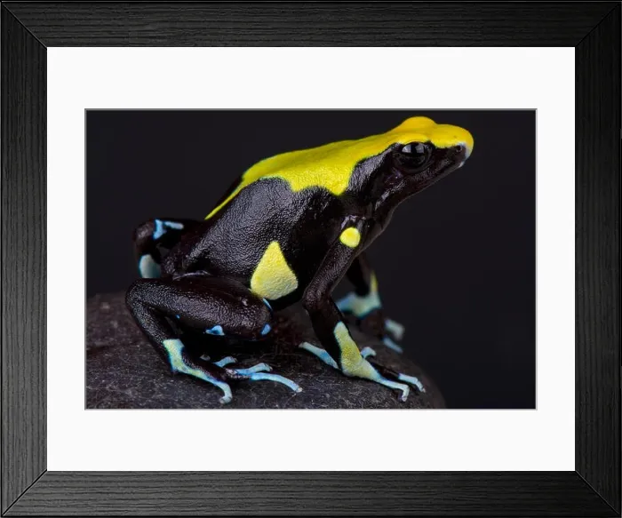 Framed Print : Dyeing dart frog / Dendrobates tinctorius Framed Print : Dyeing dart frog / Dendrobates tinctorius