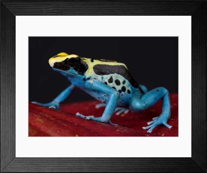 Framed Print : Poison dart frog / Dendrobates tinctorius Framed Print : Poison dart frog / Dendrobates tinctorius