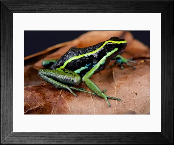 Framed Print : Three-striped poison dart frog / Ameerega trivittata Framed Print : Three-striped poison dart frog / Ameerega trivittata