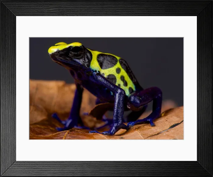 Framed Print : Dart frog / Dendrobates tinctorius Framed Print : Dart frog / Dendrobates tinctorius